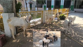 Multiple Breeds Sheeps amp Agra Breedar Male Goats Available Contact 9963881650 [upl. by Emlynn]