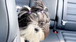 Howling Shih Tzu Gets Ready To Go [upl. by Condon]