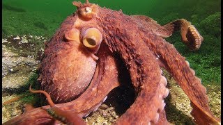 Une pieuvre superintelligente vole un crabe à un pêcheur  ZAPPING SAUVAGE [upl. by Romy]