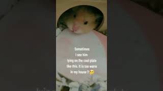 🐹 Anyone knows why my hamster is like this  │Vlog│shorts [upl. by Casilde]