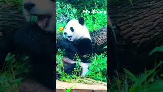 Panda yuan Bao 啃 熊 掌 啦 😀😋😂 [upl. by Don51]