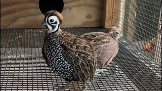 Mearns Quail update and tour 👣 [upl. by Moss]