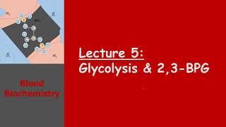 Blood Biochemistry  Glycolysis amp 23BPG [upl. by Wisnicki558]