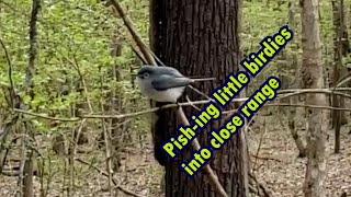 Birding Tricks  quotPishingquot little birdies along the Chattahoochee River [upl. by Kadner]