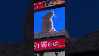 The Unexpected Star of The Stanley Cup The Rat 🐀 FloridaPanthers [upl. by Notlok]