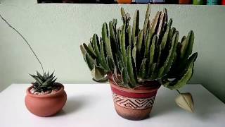 Cactos e Suculentas  Haworthia limifolia e Stapelia hirsuta botões e flores [upl. by Divaj]