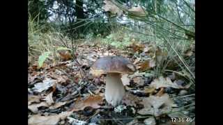 Boletus Edulis TL2015 [upl. by Glenn]