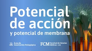 Potencial de acción y potencial de membrana  Fisiología [upl. by Cavan]