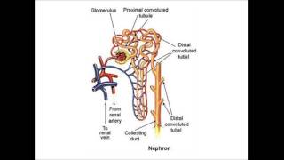 Acute Kidney Injury [upl. by Eidda480]