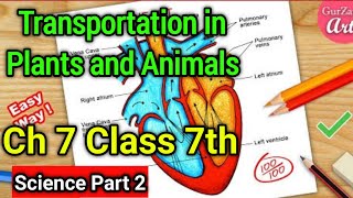 Transportation in Plants and Animals Class 7 Science Chapter 7  NCERT Explanation in Hindi  Part 2 [upl. by Elirpa439]