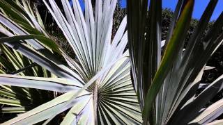 Bismark Palm tree  Bismarckia nobilis HD 01 [upl. by Drucy]