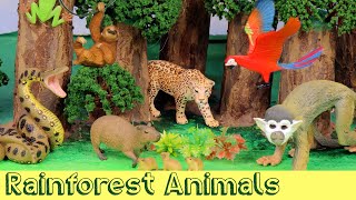 Meet the Amazon Jungle Animals  DIY Diorama [upl. by Ycam]