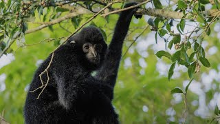 Hainan Black Crested Gibbon [upl. by Broeker]