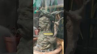 Mandrake plant on harry potter youtubeshorts shortvideo ytshorts youtube [upl. by Gingras355]