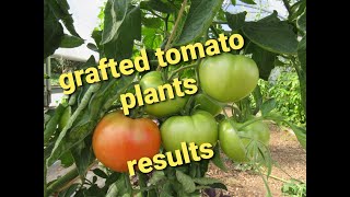 Results of Grafted Tomatoes 2020 [upl. by Nedlog]