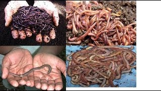 Why Am I Raising 4 Different Kinds Of Composting Worms Well Let Me Tell You Why [upl. by Lemyt]