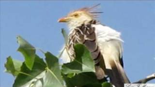 SONG PIRINCHO GUIRA GUIRA  AVES DE ARGENTINA [upl. by Yeldnarb]