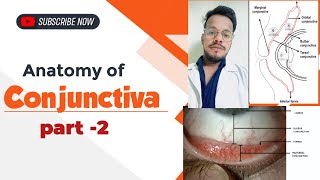 Conjunctiva क्या है  ANATOMY OF CONJUNCTIVA made easy  types amp parts of conjunctiva [upl. by Inalaehon]