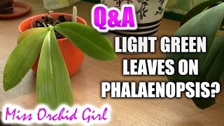 QampA  Does the colour of Phalaenopsis orchids leaves mean anything [upl. by Shipman]