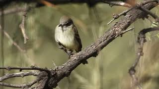 Gray Flycatcher pumping tail downward Cottonwood Tank Las Cienegas NCA Arizona [upl. by Murray231]