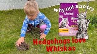 Hedgehogs also love Whiskas [upl. by Eikcir]