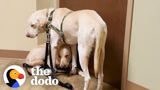 Two Rescue Labs Who Were Completely Frozen  The Dodo Adopt Me [upl. by Osmo]