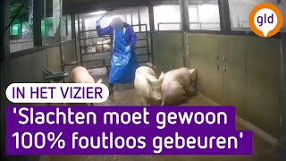 Slachten van varkens mag absoluut niet misgaan maar toch gebeurt het  In het vizier van De Jager [upl. by Zebedee119]