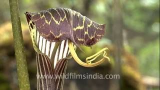 Arisaema speciosum Snake plant or Cobra Lily  can change sex voluntarily [upl. by Hanala930]