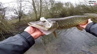 Pêche du BROCHET en hiver  Texan amp Swimbait [upl. by Yeleen891]