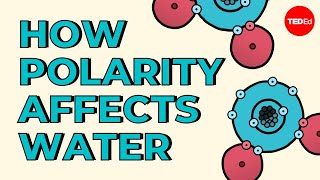 How polarity makes water behave strangely  Christina Kleinberg [upl. by Dev]