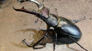 Lucanus cervus akbesianus  First check for eggs and larvae [upl. by Kenzi]