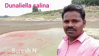 Dunaliella salinaSalt tolerancepinkish red lakesalt lakescarotenoidsVitamin AampB12Suresh N [upl. by Adnot]