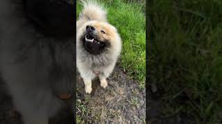 Eurasier Olaf  attention j’arrive …un lion … [upl. by Yengac]