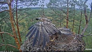 Klinšu ērglis Golden Eagle  Spilves friend brings a twig to the nest  20240819 [upl. by Sheridan]