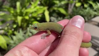 Catching Day Geckos at our Hotel in Maui [upl. by Sax]