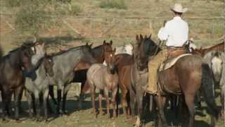 Tongue River Ranch  American Quarter Horse Program [upl. by Viviene309]