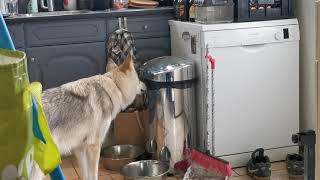 Tamaskan Dog is trying out the garbage can [upl. by Avirt]