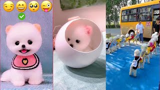 Funny and Cute Dog Pomeranian 😍🐶 Funny Puppy Videos 124 [upl. by Montana]