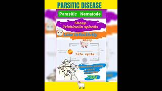 Trichinosis in sheep🤔Trichinella spiralis foodborne helminthicMuscle👍Parasitology👍🔬✅ [upl. by Intyrb]