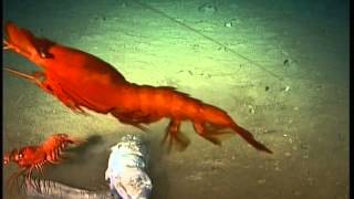 Abundance Of Rare DeepSea Life Found In New Hebrides Trench  Video [upl. by Gerkman]