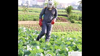 PRATIQUES CULTURALES DU CHOU Quatrième étape les maladies et la gestion des ravageurs [upl. by Odericus]