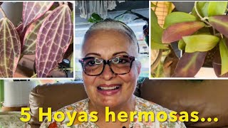 ¡LAS 5 HOYAS MAS ESTRESADAS EN MI COLECCIÓN Los cuidados y su floración 🙋🏼‍♀️🪴 S4E256 [upl. by Lilyan]