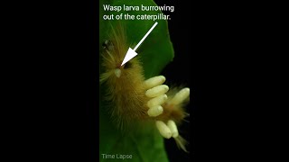 Wasp Larva Burrows Out Of Caterpillar shorts [upl. by Donnelly]