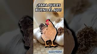 🐓Como prevenir y curar el moquillo en los pollos [upl. by Eynahpets976]