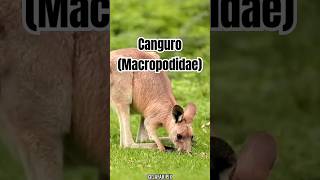 Canguros Curiosidades y Datos Fascinantes del Ícono Australiano [upl. by Kcerred]