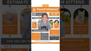 📢 What to do if You Find KITTENS 📢🧡 [upl. by Nyleimaj]