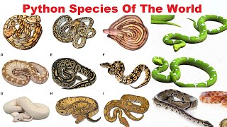 Python Species  All Python Species Of The World [upl. by Airuam]