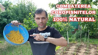 Combate coropișnița in mod natural simplu și ușor cu doar câteva ingrediente [upl. by Enisaj]