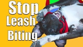 How To Stop PUPPY BITING on a Leash [upl. by Ikim]