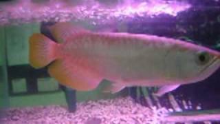 BANJAR RED AROWANA [upl. by Libb]